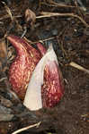 Skunk cabbage